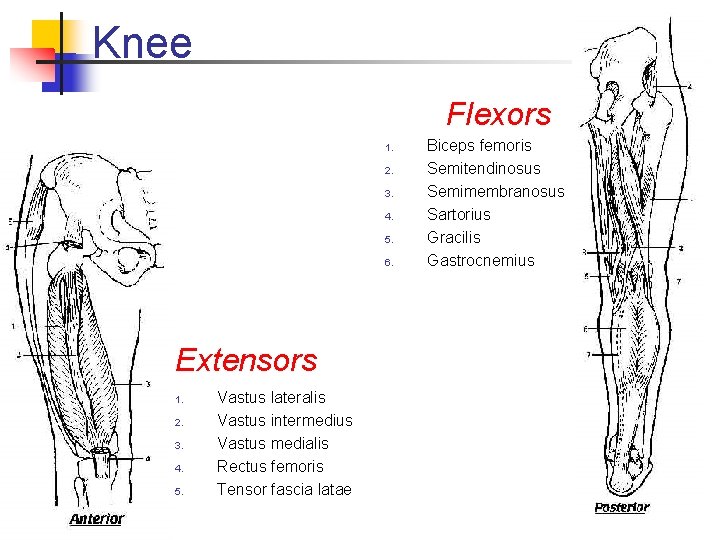 Knee Flexors 1. 2. 3. 4. 5. 6. Extensors 1. 2. 3. 4. 5.