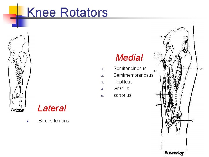 Knee Rotators Medial 1. 2. 3. 4. 5. Lateral T Biceps femoris Semitendinosus Semimembranosus Knee Rotators Medial 1. 2. 3. 4. 5. Lateral T Biceps femoris Semitendinosus Semimembranosus