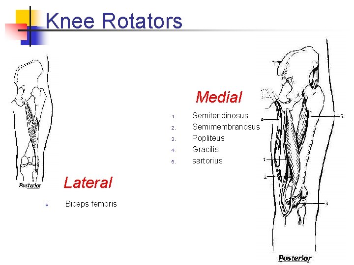 Knee Rotators Medial 1. 2. 3. 4. 5. Lateral T Biceps femoris Semitendinosus Semimembranosus