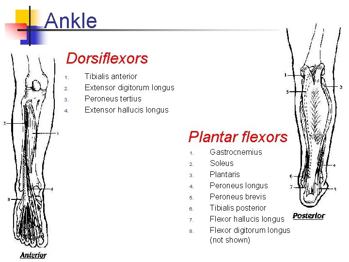 Ankle Dorsiflexors 1. 2. 3. 4. Tibialis anterior Extensor digitorum longus Peroneus tertius Extensor Ankle Dorsiflexors 1. 2. 3. 4. Tibialis anterior Extensor digitorum longus Peroneus tertius Extensor