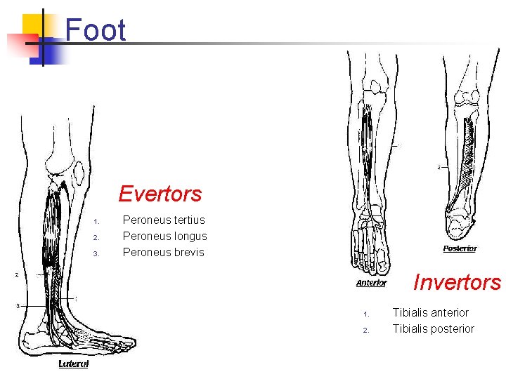 Foot Evertors 1. 2. 3. Peroneus tertius Peroneus longus Peroneus brevis Invertors 1. 2.
