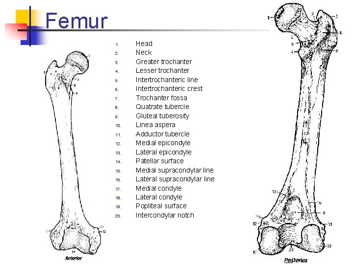 Femur 1. 2. 3. 4. 5. 6. 7. 8. 9. 10. 11. 12. 13.