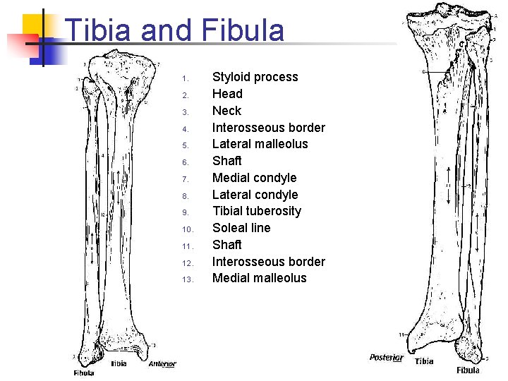 Tibia and Fibula 1. 2. 3. 4. 5. 6. 7. 8. 9. 10. 11.