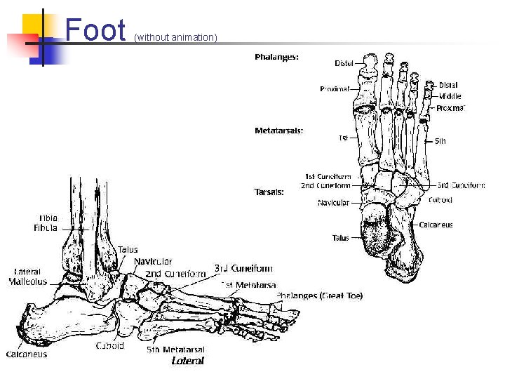 Foot (without animation) Foot (without animation)