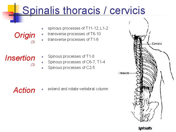 Spinalis thoracis / cervicis T Origin (3) Insertion (3) Action T T spinous processes Spinalis thoracis / cervicis T Origin (3) Insertion (3) Action T T spinous processes