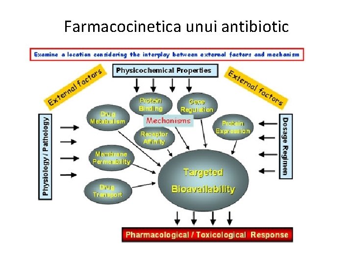 Farmacocinetica unui antibiotic 
