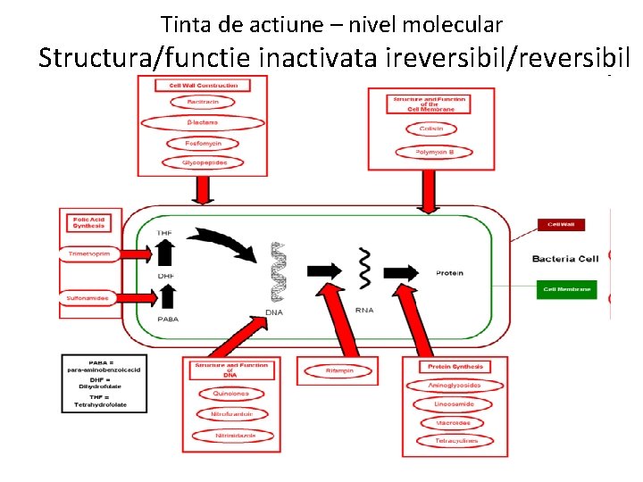 Tinta de actiune – nivel molecular Structura/functie inactivata ireversibil/reversibil de catre AB 