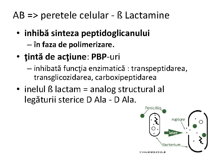 AB => peretele celular - ß Lactamine • inhibă sinteza peptidoglicanului – în faza