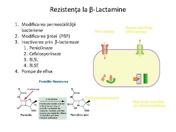 Rezistenţa la β-Lactamine 1. Modificarea permeabilităţii bacteriene 2. Modificarea ţintei (PBP) 3. Inactivarea prin