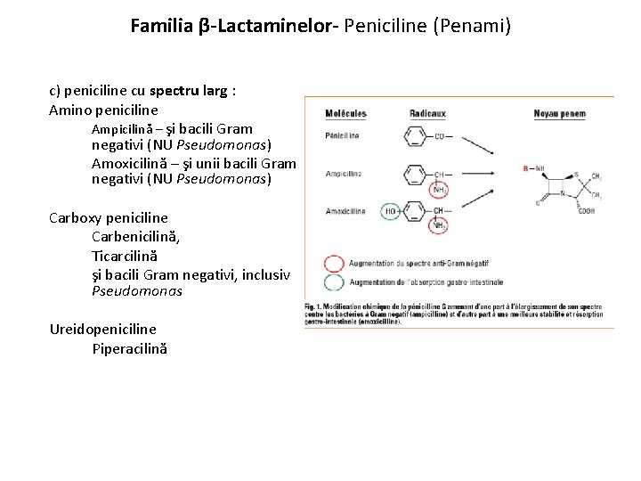 Familia β-Lactaminelor- Peniciline (Penami) c) peniciline cu spectru larg : Amino peniciline Ampicilină –