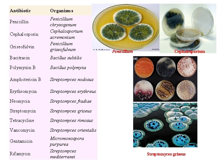 Antibiotic Penicillin Cephalosporin Griseofulvin Organisms Penicillium chrysogenum Cephalosporium acremonium Penicillium griseofulvum Bacitracin Bacillus subtilis