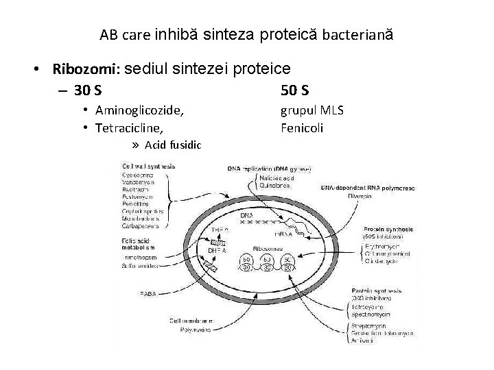AB care inhibă sinteza proteică bacteriană • Ribozomi: sediul sintezei proteice – 30 S