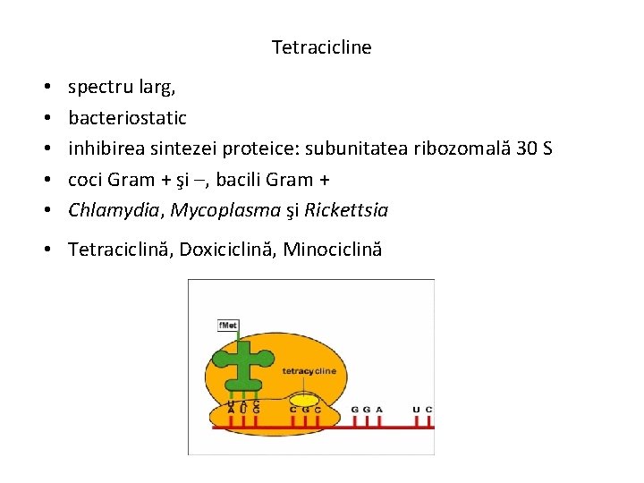 Tetracicline • • • spectru larg, bacteriostatic inhibirea sintezei proteice: subunitatea ribozomală 30 S