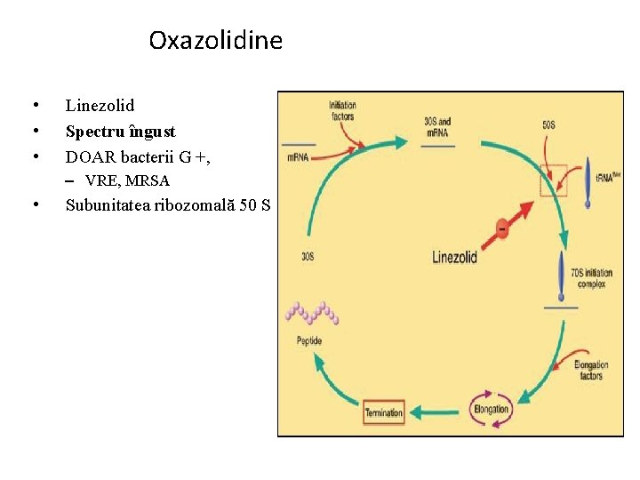 Oxazolidine • • • Linezolid Spectru îngust DOAR bacterii G +, – VRE, MRSA