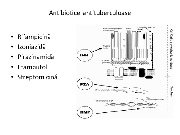 Antibiotice antituberculoase • • • Rifampicină Izoniazidă Pirazinamidă Etambutol Streptomicină 