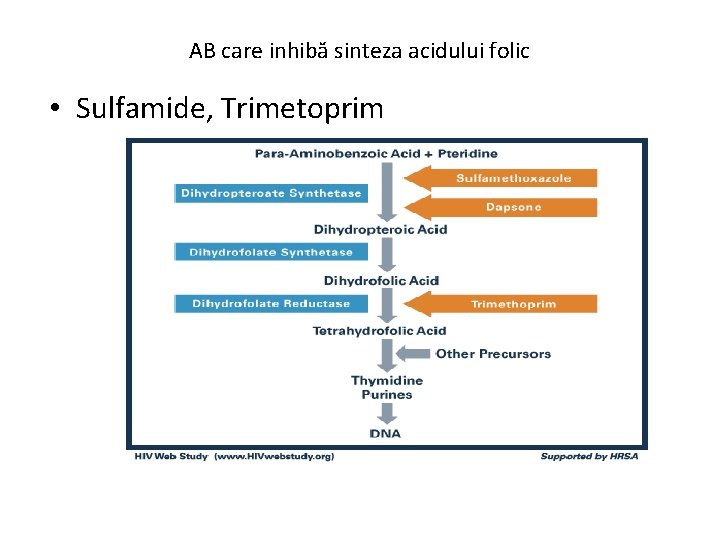 AB care inhibă sinteza acidului folic • Sulfamide, Trimetoprim 