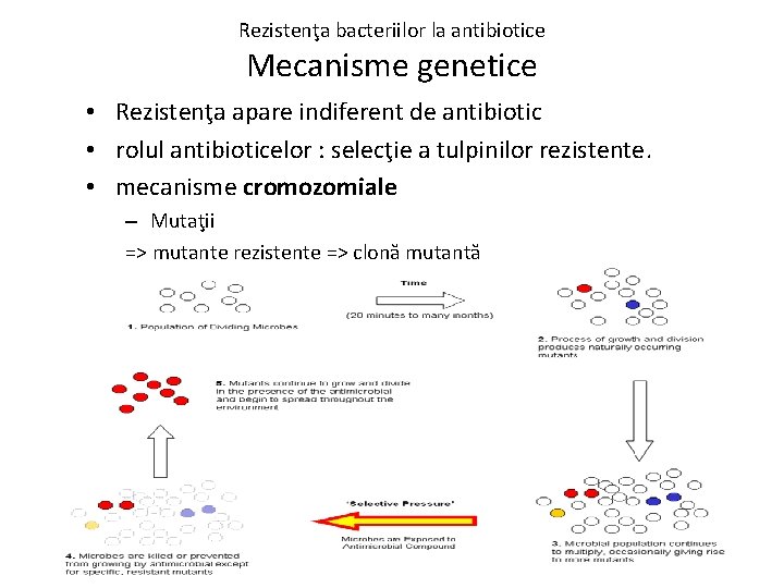 Rezistenţa bacteriilor la antibiotice Mecanisme genetice • Rezistenţa apare indiferent de antibiotic • rolul