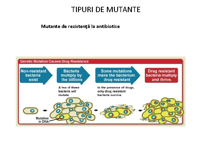 TIPURI DE MUTANTE Mutante de rezistenţă la antibiotice 
