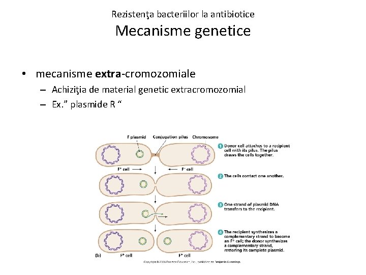 Rezistenţa bacteriilor la antibiotice Mecanisme genetice • mecanisme extra-cromozomiale – Achiziţia de material genetic