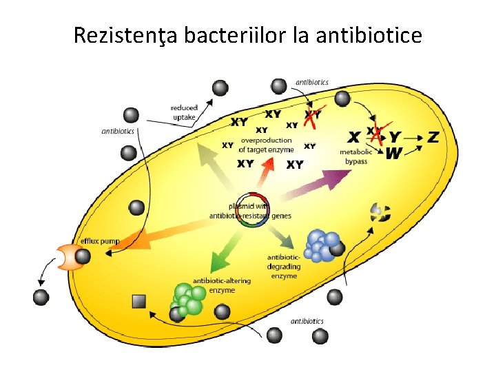 Rezistenţa bacteriilor la antibiotice 