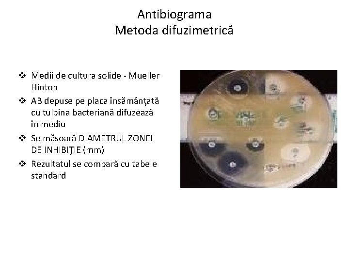 Antibiograma Metoda difuzimetrică v Medii de cultura solide - Mueller Hinton v AB depuse