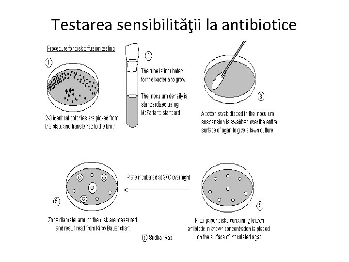 Testarea sensibilităţii la antibiotice 
