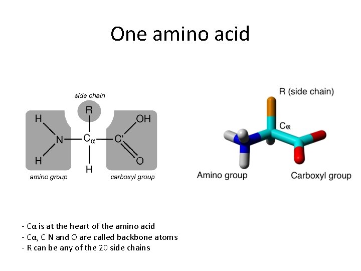 One amino acid - Cα is at the heart of the amino acid -