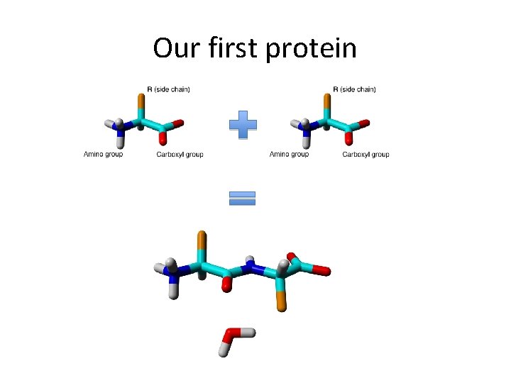 Our first protein 