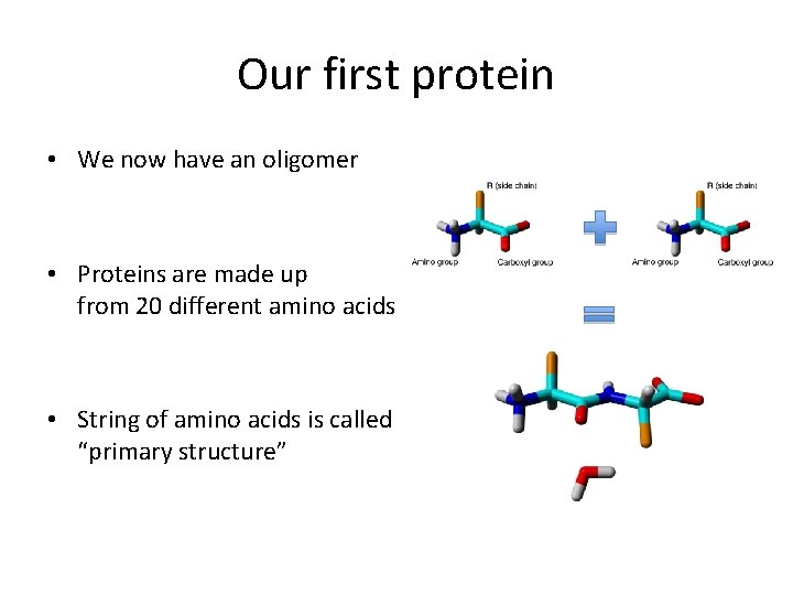 Our first protein • We now have an oligomer • Proteins are made up