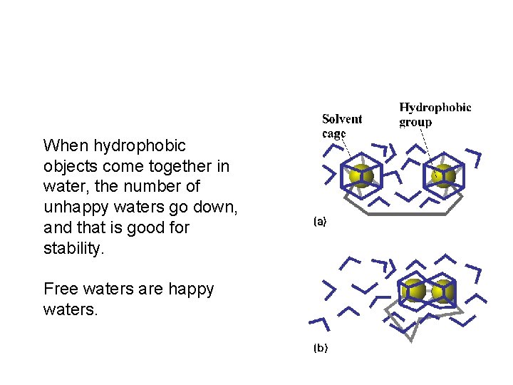 When hydrophobic objects come together in water, the number of unhappy waters go down,