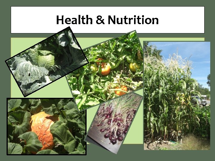Health & Nutrition 