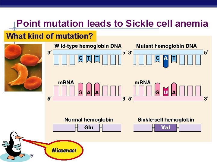 Point mutation leads to Sickle cell anemia What kind of mutation? AP Biology Missense!