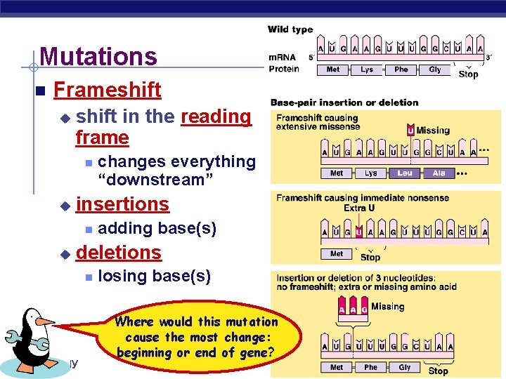 Mutations n Frameshift u shift in the reading frame n u insertions n u