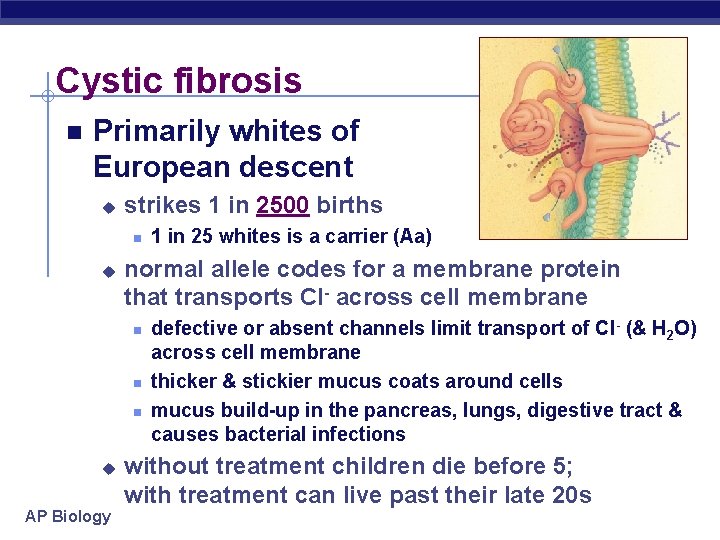 Cystic fibrosis n Primarily whites of European descent u strikes 1 in 2500 births