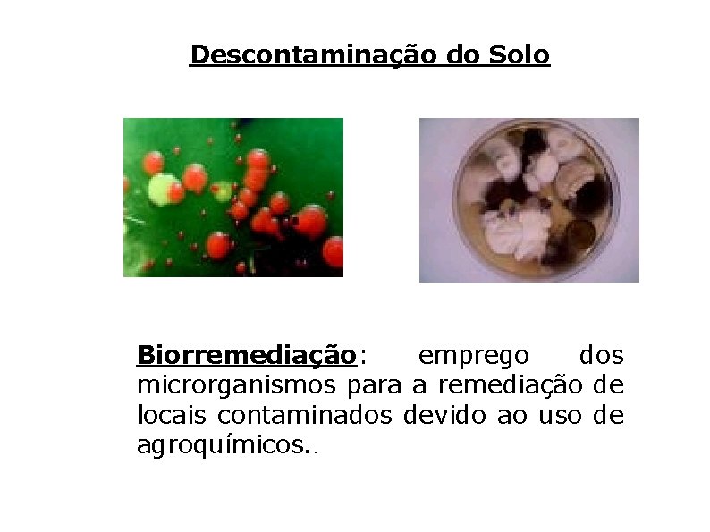 Descontaminação do Solo Bactérias Fungos Biorremediação: emprego dos microrganismos para a remediação de locais