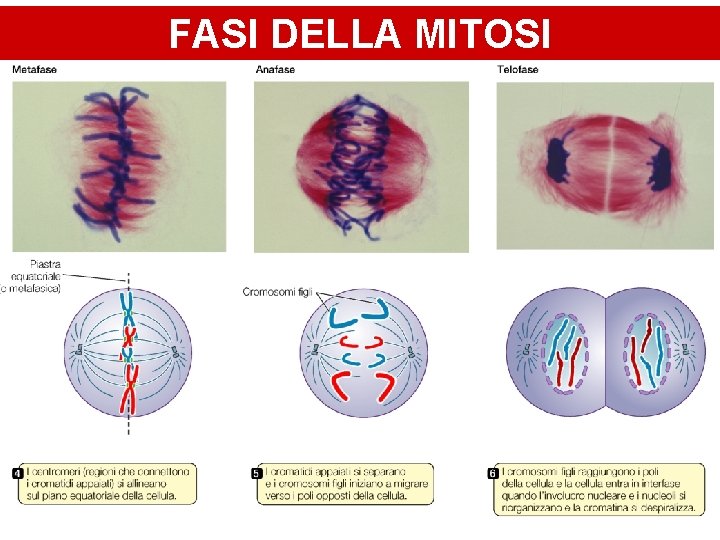 FASI DELLA MITOSI 