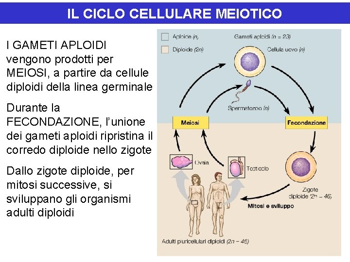 IL CICLO CELLULARE MEIOTICO I GAMETI APLOIDI vengono prodotti per MEIOSI, a partire da