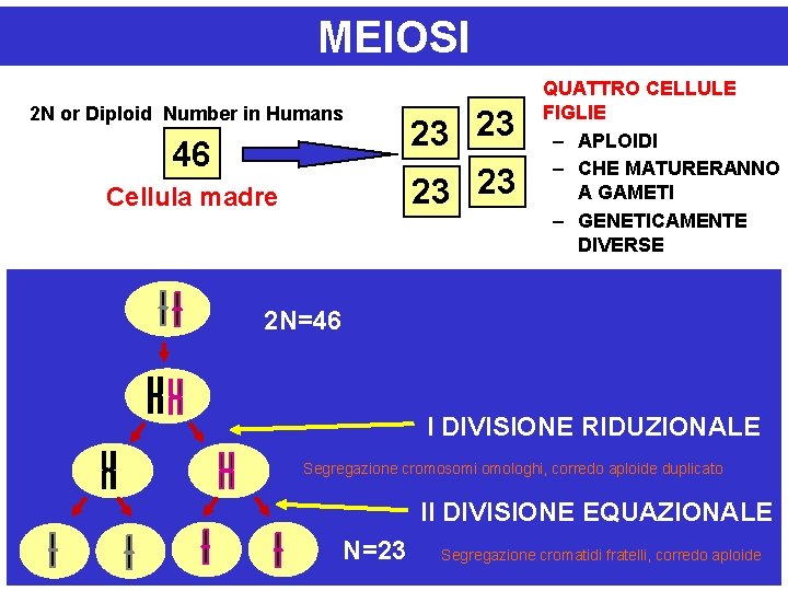 MEIOSI 2 N or Diploid Number in Humans 46 Cellula madre 23 23 QUATTRO