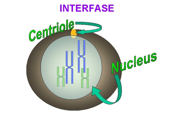 INTERFASE 