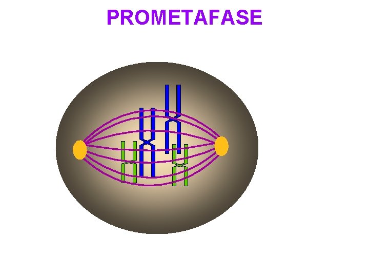 PROMETAFASE 