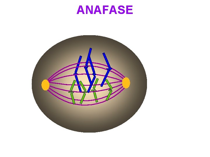 ANAFASE 