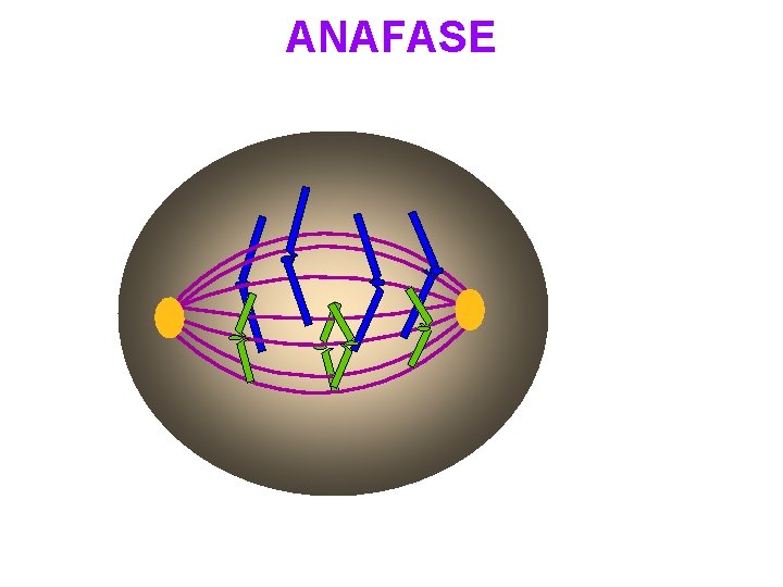 ANAFASE 