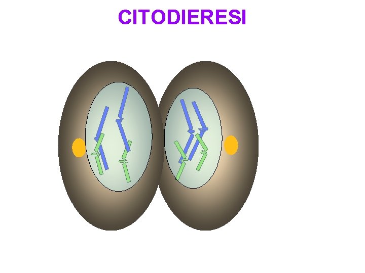 CITODIERESI 