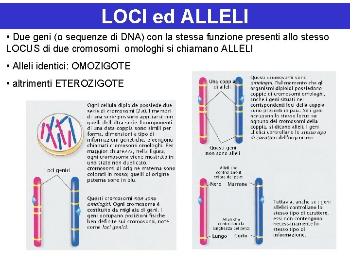 LOCI ed ALLELI • Due geni (o sequenze di DNA) con la stessa funzione