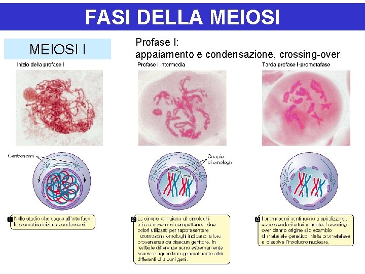 FASI DELLA MEIOSI I Profase I: appaiamento e condensazione, crossing-over 