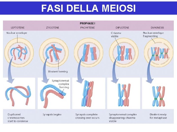 FASI DELLA MEIOSI 