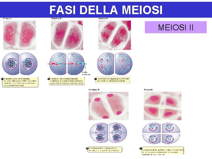 FASI DELLA MEIOSI II 