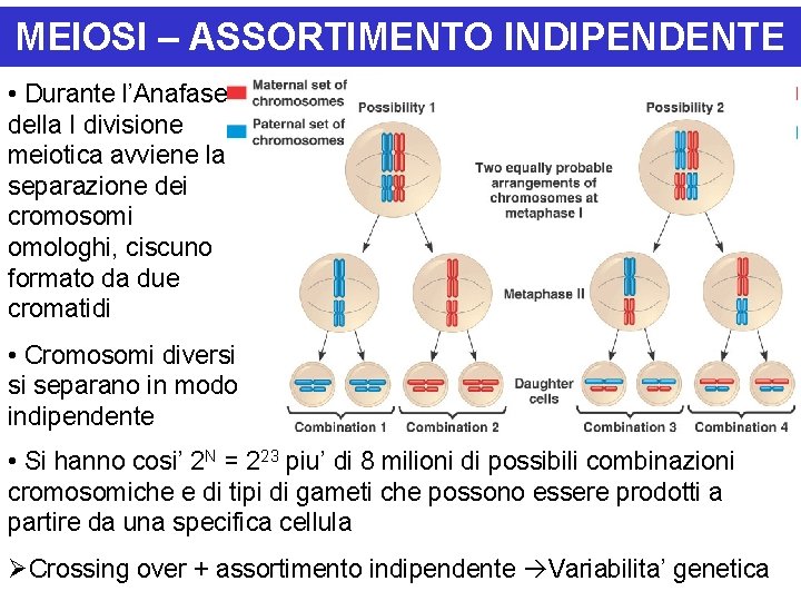 MEIOSI – ASSORTIMENTO INDIPENDENTE • Durante l’Anafase della I divisione meiotica avviene la separazione