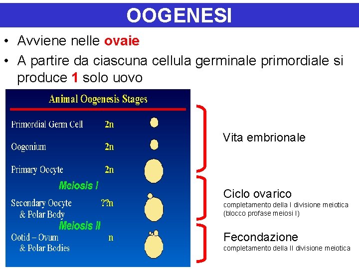 OOGENESI • Avviene nelle ovaie • A partire da ciascuna cellula germinale primordiale si