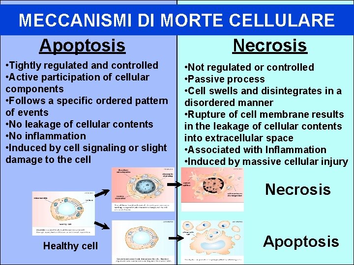 MECCANISMI DI MORTE CELLULARE Apoptosis Necrosis • Tightly regulated and controlled • Active participation